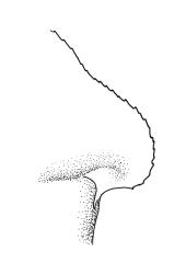 Eurhynchium praelongum, stem leaf insertion. Drawn from J. Child 6659, CHR 429182.
 Image: R.C. Wagstaff © Landcare Research 2019 CC BY 3.0 NZ